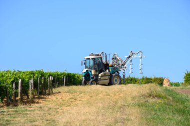 Pouilly-Fume adresli üzüm bağları, Sauvignon Blanc üzümlerinden yapılan kuru beyaz şaraplar, Fransa 'nın çeşitli topraklarında yetişen üzümler.