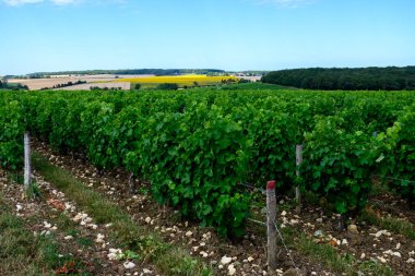 Pouilly-Fume adresli üzüm bağları, Sauvignon Blanc üzümlerinden yapılan kuru beyaz şaraplar, Fransa 'nın çeşitli topraklarında yetişen üzümler.
