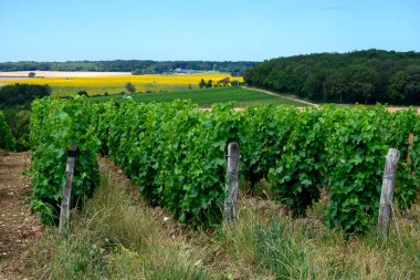 Pouilly-Fume adresli üzüm bağları, Sauvignon Blanc üzümlerinden yapılan kuru beyaz şaraplar, Fransa 'nın çeşitli topraklarında yetişen üzümler.