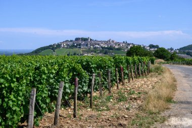 Sancerre şaraplarının etrafındaki yeşil üzüm bağları, farklı topraklarda tepelerde sıralanmış sauvignon beyaz üzümleri, Cher, Loire vadisi, Fransa