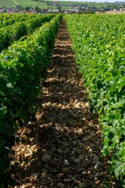 Sancerre şarabı yapan köyün etrafındaki üzüm bağlarının, caillotte kireç taşı üzerinde büyüyen sauvignon beyaz üzümlerinin çok taşlı toprak ve çakıl taşları, Cher, Loire vadisi, Fransa yazın