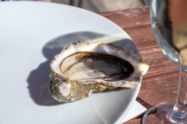 Arcachon Körfezi, Cap Ferret Yarımadası, Bordeaux, Fransa 'daki istiridye çiftliği köyünde taze canlı istiridye yemek. Kapatın.