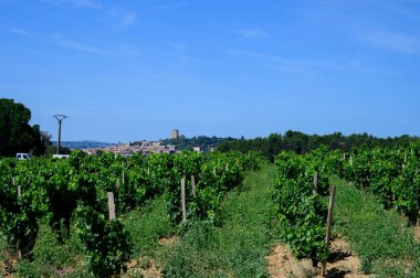 Chateauneuf du Pape adresli üzüm bağları. Toprakta büyüyen üzümler, geniş yuvarlak taşlar. Kürekler, kireç taşları, mezarlıklar, San.
