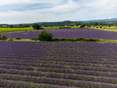 Fransa 'nın başkenti Luberon' da yaz aylarında çiçek açan mor lavanta, yeşil tarlalar ve Lacoste köylerine bakın.