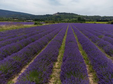 Fransa 'nın başkenti Luberon' da yaz aylarında çiçek açan mor lavanta, yeşil tarlalar ve Lacoste köylerine bakın.