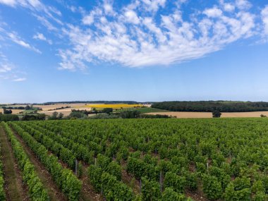 Pouilly-Fume adresli üzüm bağları, Sauvignon Blanc üzümlerinden yapılan kuru beyaz şaraplar, Fransa 'nın çeşitli topraklarında yetişen üzümler.