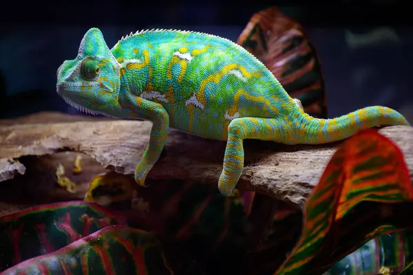 Colourful chamaeleo calyptratus reptile close-up for sale in zoo shop