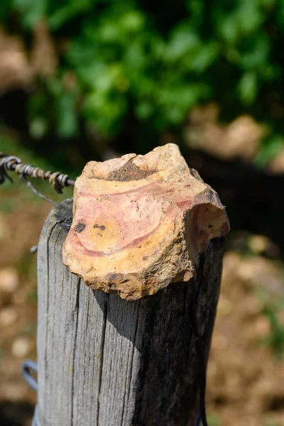 Sample of soil, flint stone, vineyards of Pouilly-Fume appellation, making of dry white wine from sauvignon blanc grapes growing on different types of soils, France
