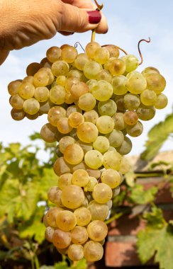 Hollanda 'da şarap üretimi, Limburg, Gelderland' daki Hollanda üzüm bağlarından toplanan olgun beyaz şarap üzümü, Hollanda 'nın organik şarabı.