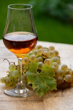 Cognac bölgesinde açık havada alkollü konyak tatma, Charente bir sürü olgun ugni Blanc üzümü ile arka planda alkol damıtma ve yeşil çimen kullanımı, Fransa