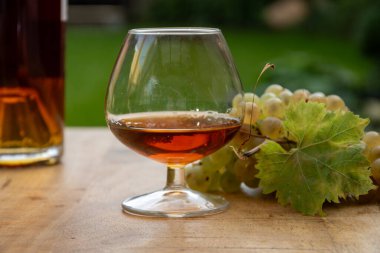 Cognac bölgesinde açık havada alkollü konyak tatma, Charente bir sürü olgun ugni Blanc üzümü ile arka planda alkol damıtma ve yeşil çimen kullanımı, Fransa