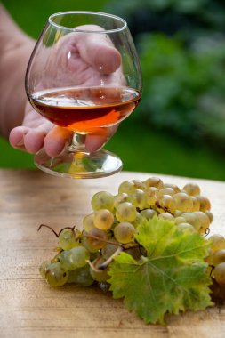 Cognac bölgesinde açık havada alkollü konyak tatma, Charente bir sürü olgun ugni Blanc üzümü ile arka planda alkol damıtma ve yeşil çimen kullanımı, Fransa