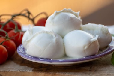 Beyaz küçük İtalyan yumuşak peyniri Mozzarella di Bufala Campana topları taze yeşil fesleğen ve kırmızı Sicilya domatesleriyle servis edilir.