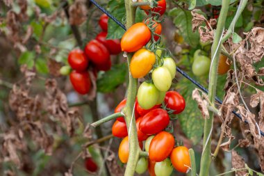 Fondi, Lazio 'daki açık hava çiftliklerinde kırmızı salata ya da sos yetiştirme, yazın İtalya' da tarım