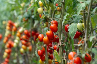 Fondi, Lazio 'daki sera çiftliklerinde kırmızı salata ya da sos yetiştirme, İtalya' da yaz aylarında tarım