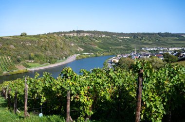 Lüksemburg 'daki teraslı üzüm bağları. Moezel, Moselle veya Musel nehri üzerindeki Lüksemburg ülkesinde geleneksel beyaz şarap ve parlak şarap üretim metodu.