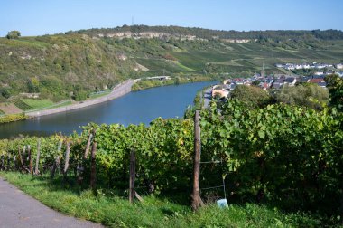 Lüksemburg 'daki teraslı üzüm bağları. Moezel, Moselle veya Musel nehri üzerindeki Lüksemburg ülkesinde geleneksel beyaz şarap ve parlak şarap üretim metodu.