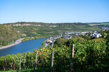 Lüksemburg 'daki teraslı üzüm bağları. Moezel, Moselle veya Musel nehri üzerindeki Lüksemburg ülkesinde geleneksel beyaz şarap ve parlak şarap üretim metodu.