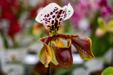 Hollanda 'da UV IR Grow Light ticaret ve dünya çapında ihracat için, genç bitkiler satmak için Hollanda serasında renkli tropikal çiçek veren orkide familyası Orchidaceae' nin yetiştirilmesi