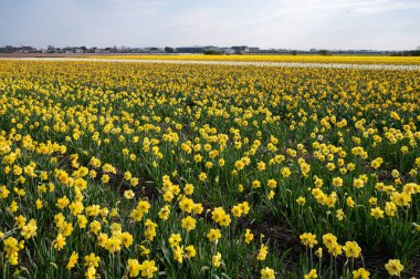 Hollanda baharı, renkli sarı nergis çiçekleri, Hollanda, Kuzey Hollanda, Lisse yakınlarındaki tarlalarda nisan ayında çiçek açıyor.