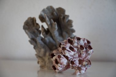 Sert mavi ve pembe mercan taşları, sualtı doğa arka planı...