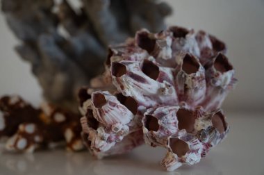 Sert mavi ve pembe mercan taşları, sualtı doğa arka planı...