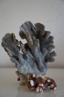 Sert mavi ve koyu mercan taşları, sualtı doğa arka planı...