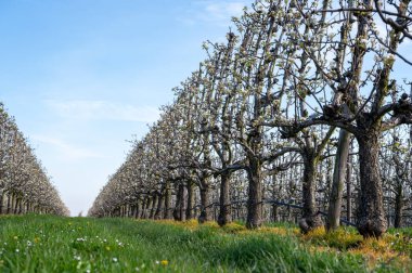 Hollanda 'da organik tarım, Zeeland' deki meyve bahçelerinde çiçek açan beyaz armut ağaçları.