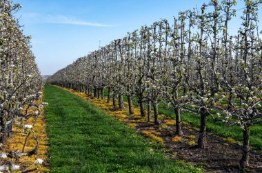 Hollanda 'da organik tarım, Zeeland' deki meyve bahçelerinde çiçek açan beyaz armut ağaçları.
