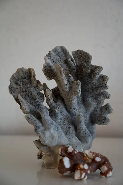 Sert mavi ve koyu mercan taşları, sualtı doğa arka planı...