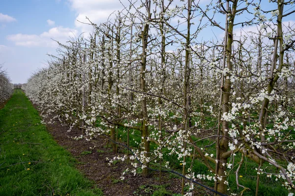 Bahar, Hollanda 'nın Betuwe şehrinde Nisan ayında meyve ağaçları olan erik eriği meyve ağacı filizleri.