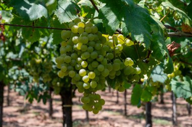 Lazio, İtalya 'da beyaz şarap üzümleri yetiştiren üzüm bağları, Chardonnay, muscat ve malvasia üzümleri