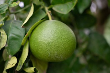 İtalya 'da yeşil olgunlaşmamış turunçgil meyveleriyle mandalina ağacı