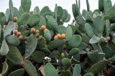 Olgun, sulu, yenilebilir meyve, dikenli armut kaktüsü hasat etmeye hazır.
