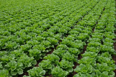 İtalyan güneşinin altında yetişen taze yeşil romaine marul bitkileriyle dolu tarım tarlaları, İtalya 'da tarım, Lazio.
