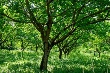 Fransa 'nın Grenoble kenti yakınlarındaki Alplerin eteklerinde yüksek kaliteli PDO sertifikalı ceviz ağaçları yetiştirilmesi