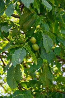 Fransa 'nın Grenoble kenti yakınlarındaki Alplerin eteklerinde yüksek kaliteli PDO sertifikalı ceviz ağaçları yetiştirilmesi