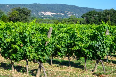 Yeşil büyük cru üzüm bağlarının manzarası Cotes de Provence, Fransa 'nın Var kasabası yakınlarındaki Ramatuelle köyünde kurumuş gül şarabı üretimi