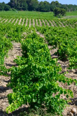 Chateauneuf du Pape üzüm bağları. Toprakta büyüyen üzümler. Kürekler, kireç taşları, mezar taşları.