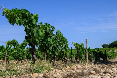Chateauneuf du Pape adresli üzüm bağları. Toprakta büyüyen üzümler, geniş yuvarlak taşlar. Kürekler, kireç taşları, mezarlıklar, San.