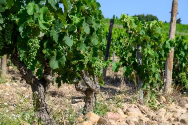 Chateauneuf du Pape adresli üzüm bağları. Toprakta büyüyen üzümler, geniş yuvarlak taşlar. Kürekler, kireç taşları, mezarlıklar, San.