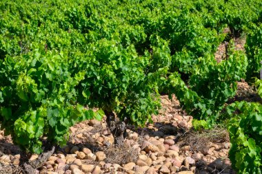 Chateauneuf du Pape adresli üzüm bağları. Toprakta büyüyen üzümler, geniş yuvarlak taşlar. Kürekler, kireç taşları, mezarlıklar, San.