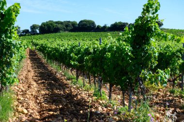 Chateauneuf du Pape adresli üzüm bağları. Toprakta büyüyen üzümler, geniş yuvarlak taşlar. Kürekler, kireç taşları, mezarlıklar, San.