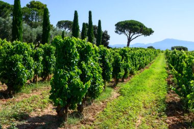 Chateauneuf du Pape adresli üzüm bağları. Toprakta büyüyen üzümler, geniş yuvarlak taşlar. Kürekler, kireç taşları, mezarlıklar, San.