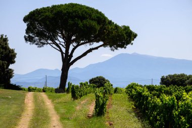 Chateauneuf du Pape 'un üzüm bağları geniş yuvarlak taşlı topraklar üzerinde büyüyen üzümler Galeriler rulolar, Ventoux dağı manzarası, Fransa' nın ünlü kırmızı şarapları.