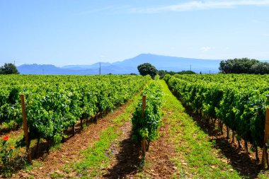 Chateauneuf du Pape 'un üzüm bağları geniş yuvarlak taşlı topraklar üzerinde büyüyen üzümler Galeriler rulolar, Ventoux dağı manzarası, Fransa' nın ünlü kırmızı şarapları.