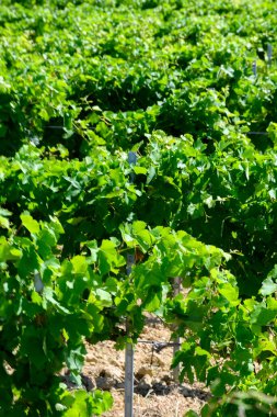 Chateauneuf du Pape 'un üzüm bağları geniş yuvarlak taşlı topraklar üzerinde büyüyen üzümler Galeriler rulolar, Ventoux dağı manzarası, Fransa' nın ünlü kırmızı şarapları.