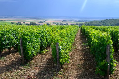 Pouilly-Fume adresli üzüm bağları, Sauvignon Blanc üzümlerinden yapılan kuru beyaz şaraplar, Fransa 'nın çeşitli topraklarında yetişen üzümler.