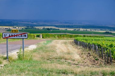 Pouilly-Fume adresli üzüm bağları, Sauvignon Blanc üzümlerinden yapılan kuru beyaz şaraplar, Fransa 'nın çeşitli topraklarında yetişen üzümler.