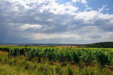 Pouilly-Fume adresli üzüm bağları, Sauvignon Blanc üzümlerinden yapılan kuru beyaz şaraplar, Fransa 'nın çeşitli topraklarında yetişen üzümler.
